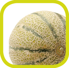 Melone Icon - FOODCONS