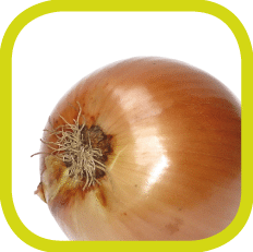 Onion