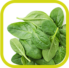 Spinat Icon - FOODCONS